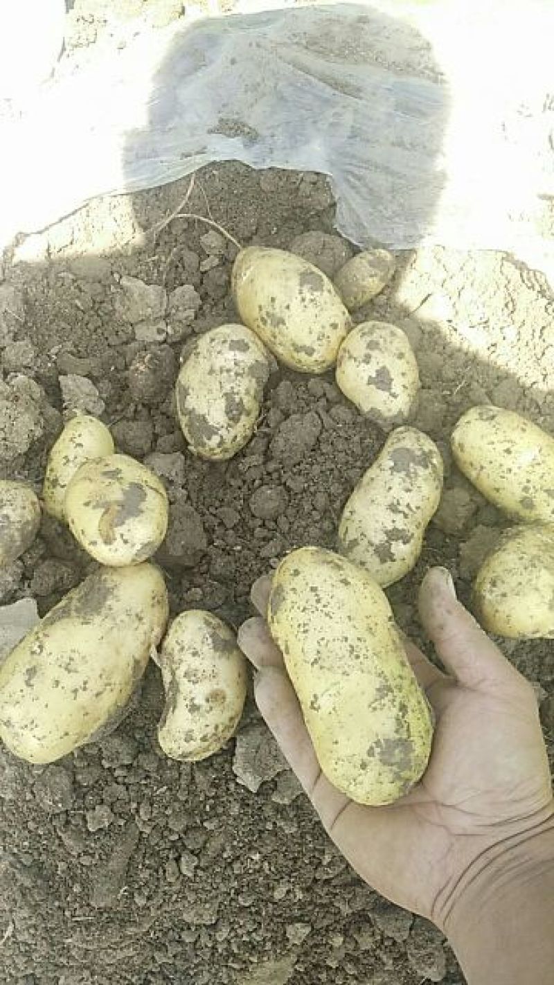 荷兰十五土豆精品3两以上