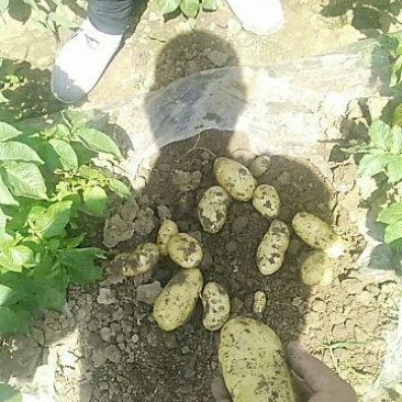 荷兰十五土豆精品3两以上