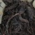 紫草1kg也批发