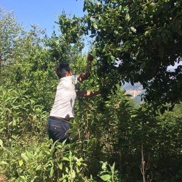 百年大树茶