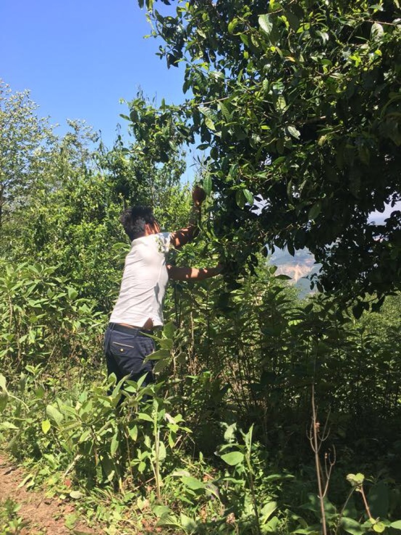 百年大树茶