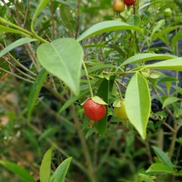 樱桃树苗2年30~50cm