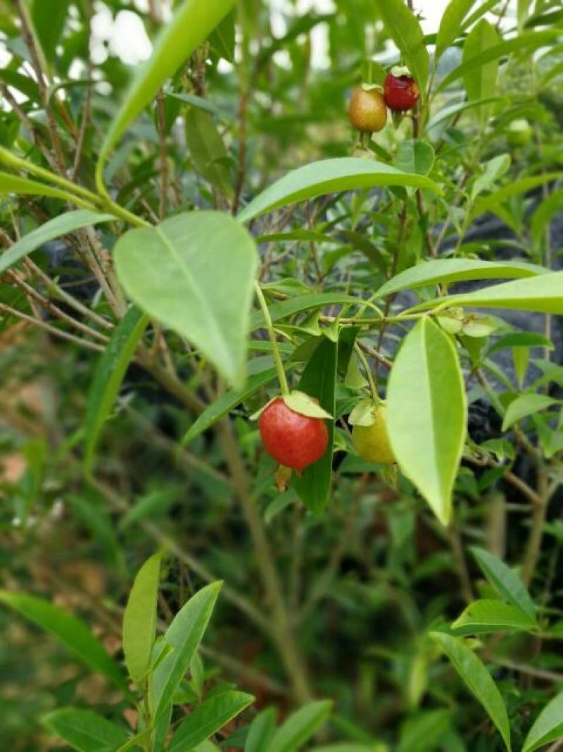樱桃树苗2年30~50cm