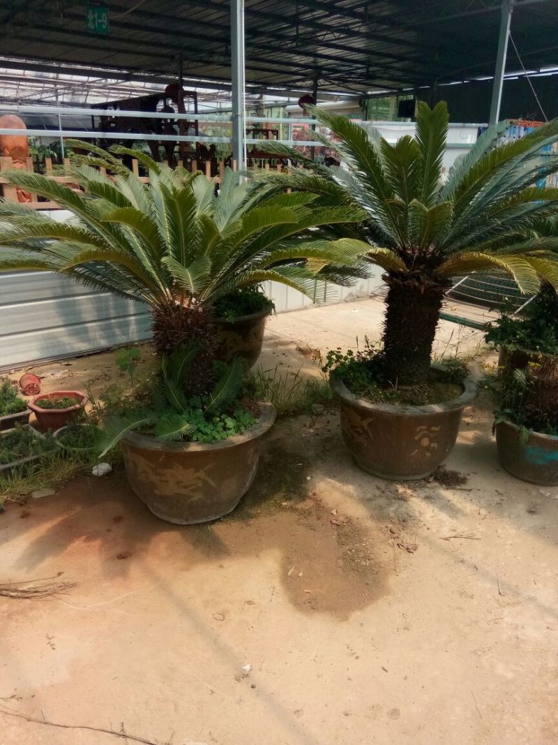 铁树盆景成活率100%那位老板需要的联系我