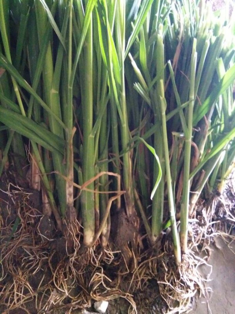 茭白老根种苗小单费事费工种苗价格高一点
