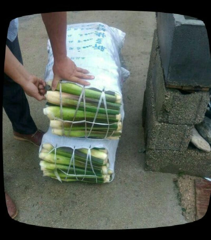 茭白老根种苗小单费事费工种苗价格高一点