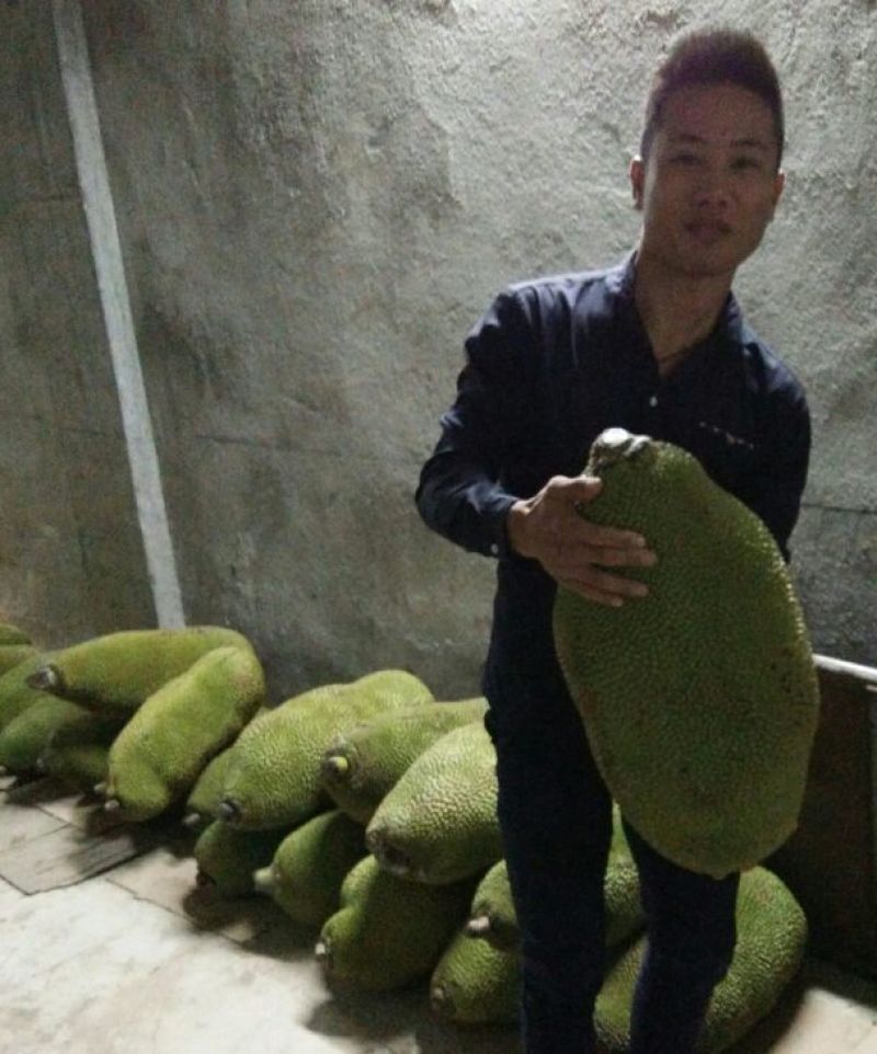 1号菠萝蜜苗稿接树