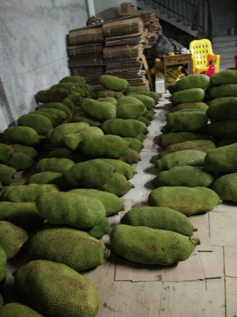 1号菠萝蜜苗稿接树