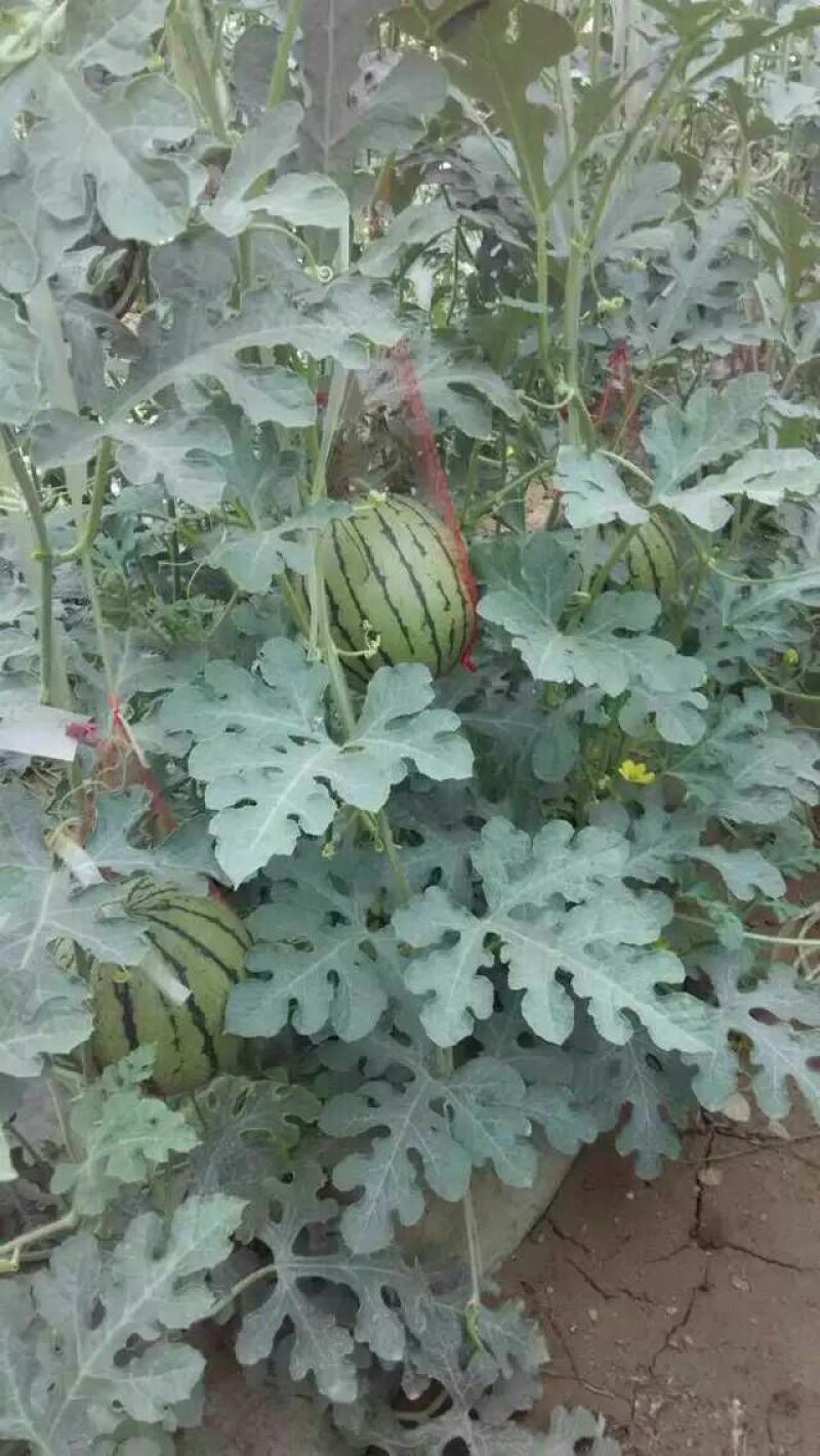 福运来3斤打底9成熟1茬