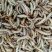黄粉虫饲料