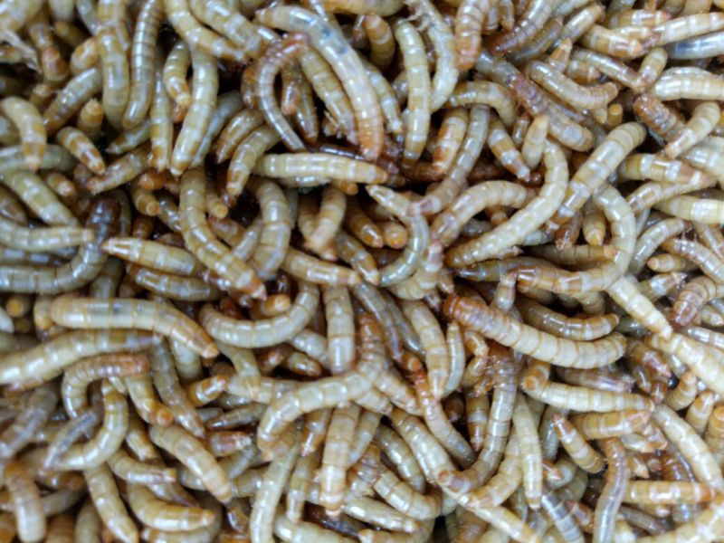 黄粉虫饲料