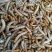 黄粉虫饲料