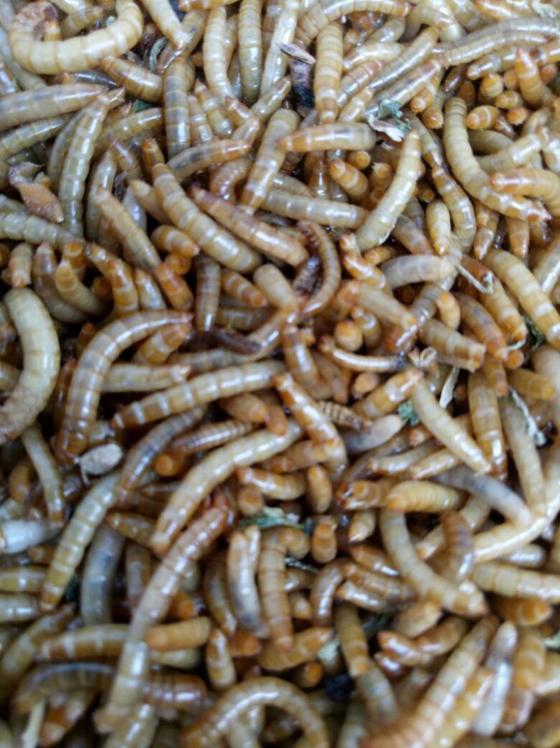 黄粉虫饲料