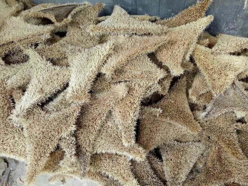 刺猬皮养殖场专供合法货源