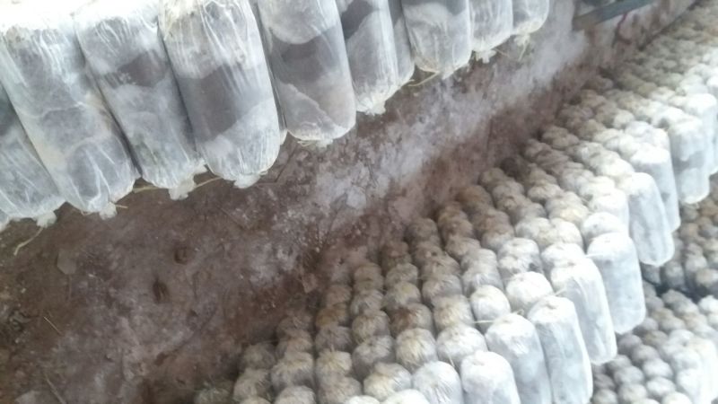 菌棒
