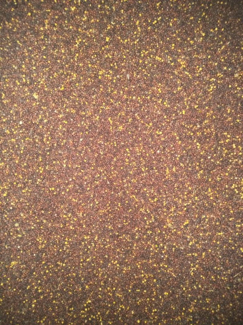 菜籽1
