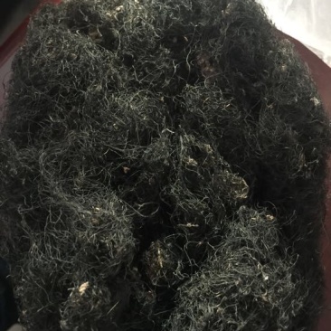 发菜野生植物蔬菜特菜***绿色植物批发与零售