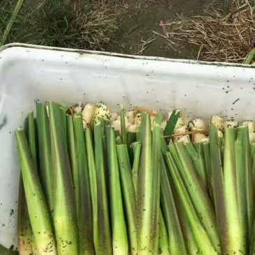 双季茭白带壳