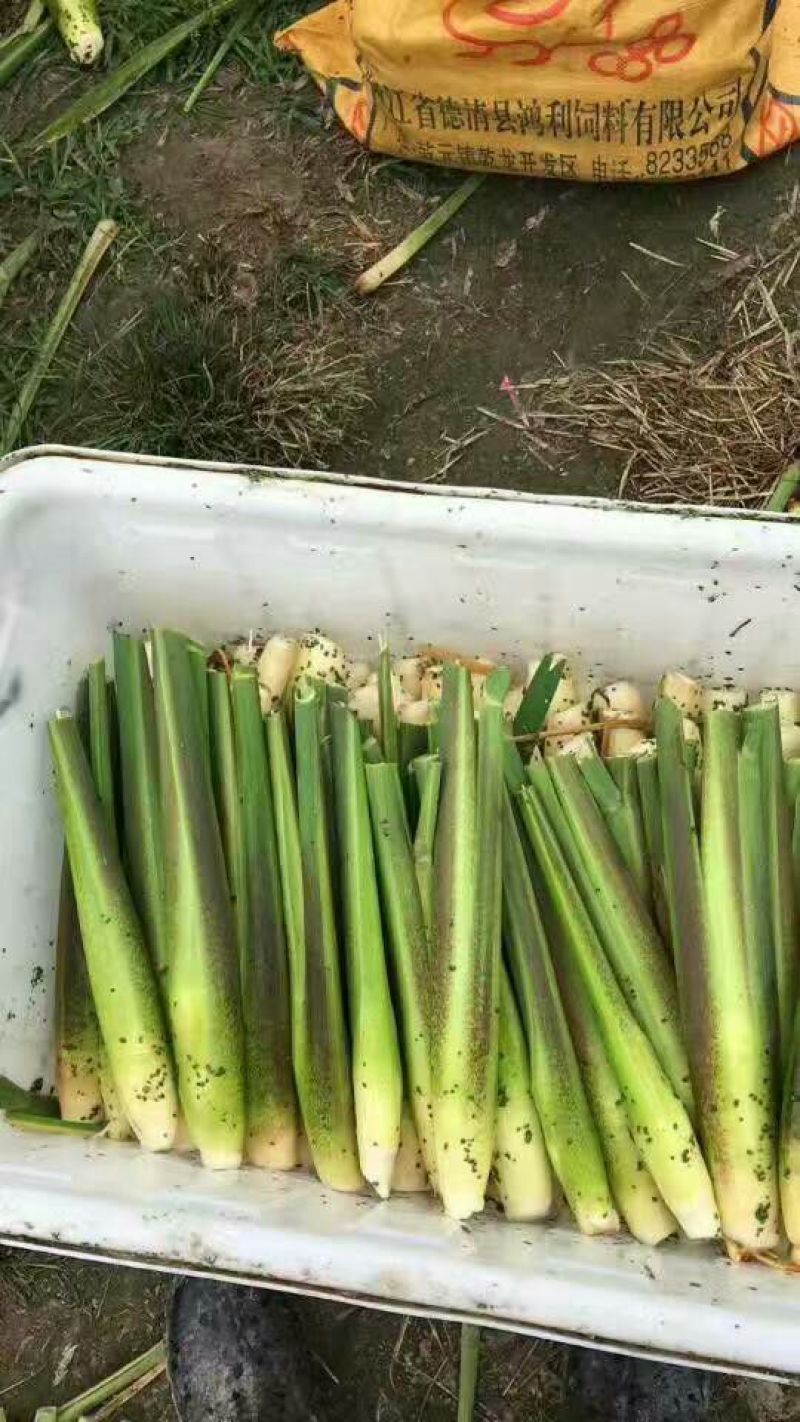 双季茭白带壳