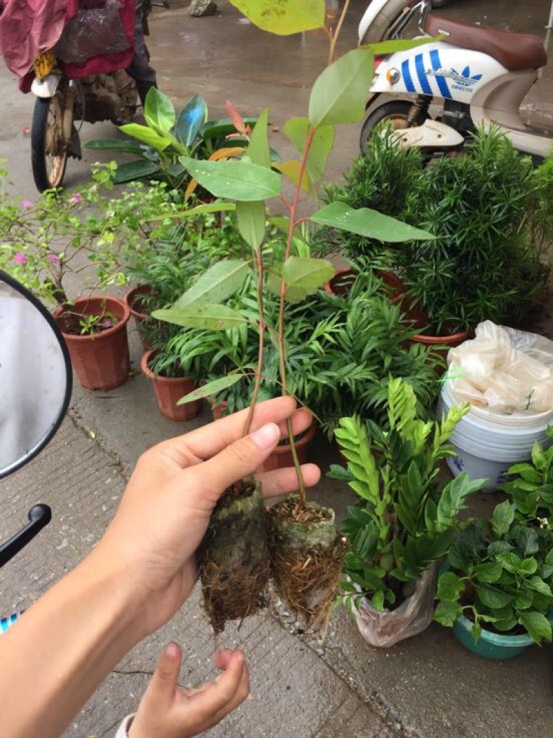 轻基培育速生桉苗，广29号26号带杯发货