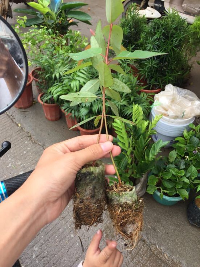 轻基培育速生桉苗，广29号26号带杯发货