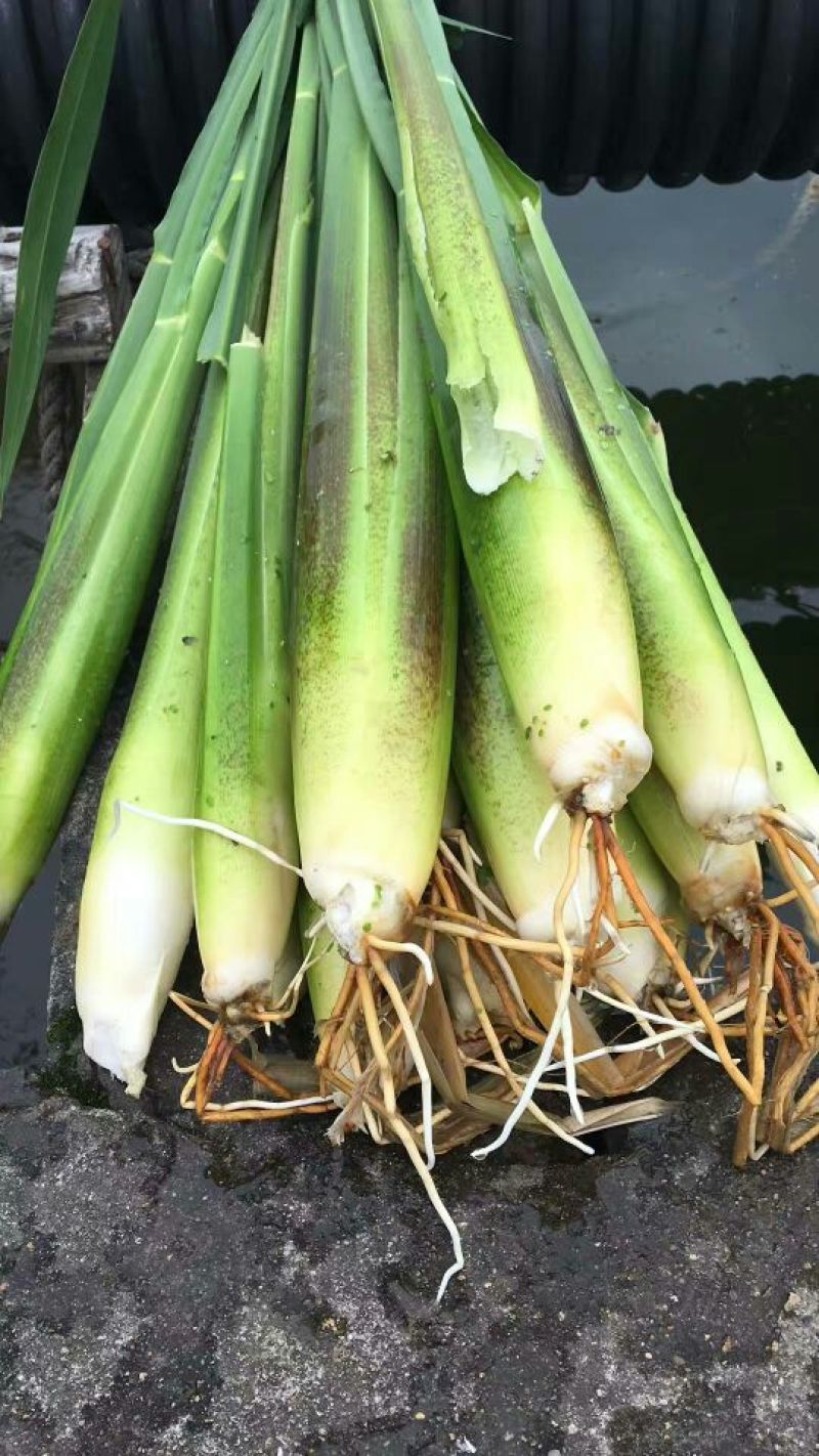 双季茭白带壳