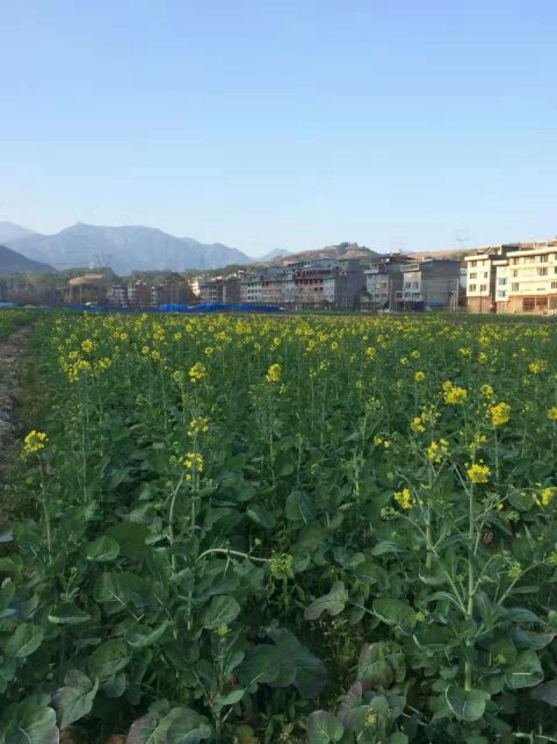 菜油一级