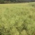 菜油一级