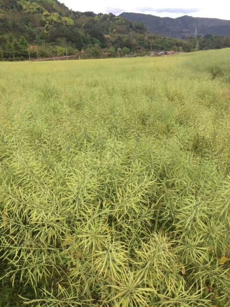 菜油一级