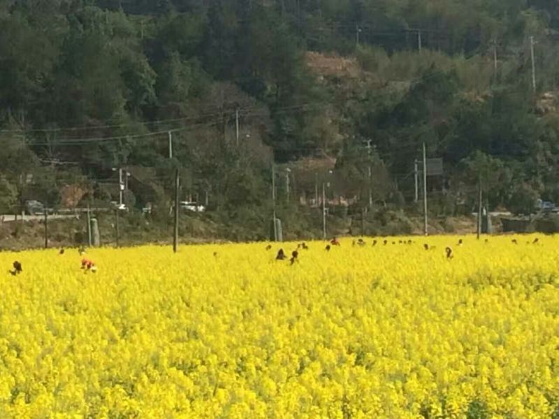 菜油一级