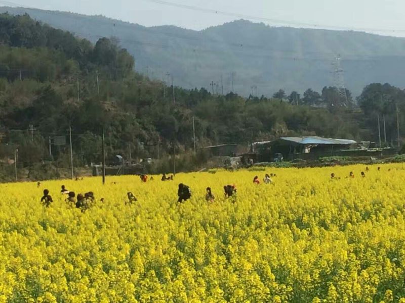 菜油一级