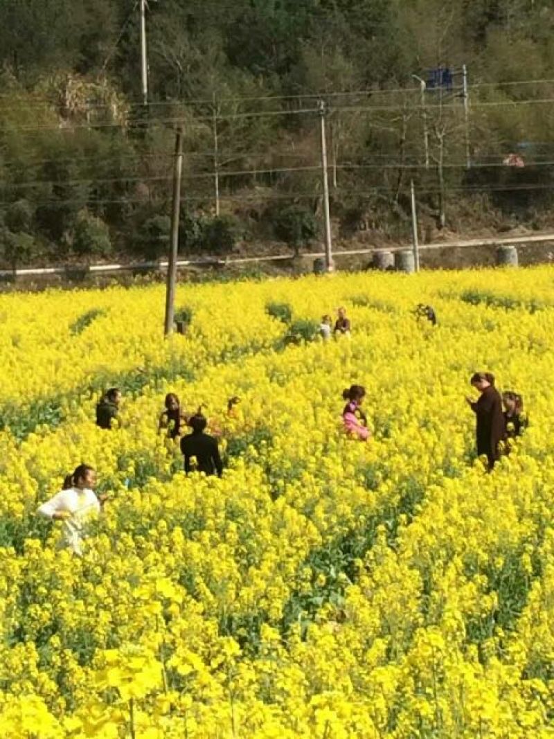 菜油一级