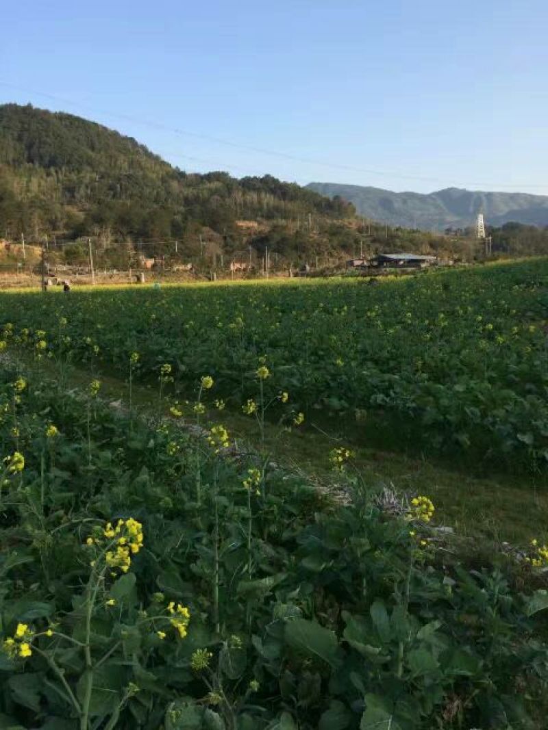 菜油一级
