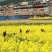 菜油一级