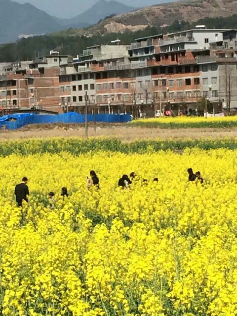 菜油一级