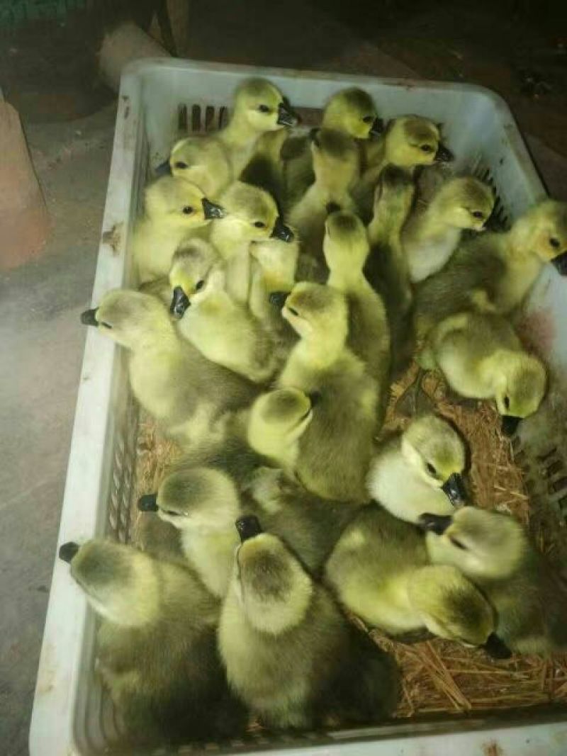 狮头鹅苗250g以下