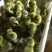 狮头鹅苗250g以下