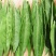 枸杞叶茶特级