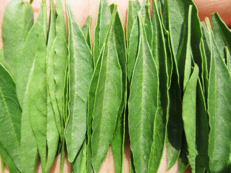枸杞叶茶特级