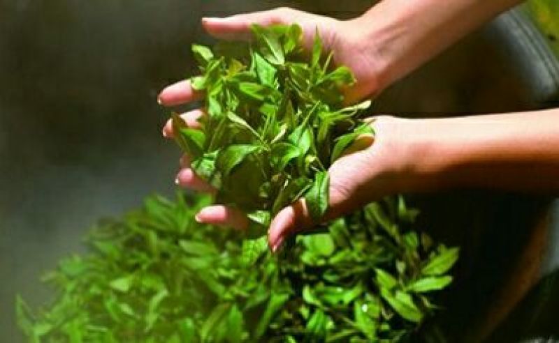 枸杞叶茶一级