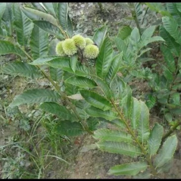 大红袍板栗苗30~50cm