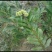 大红袍板栗苗30~50cm