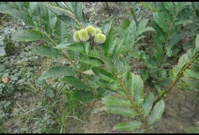 大红袍板栗苗30~50cm