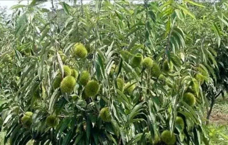 大红袍板栗苗30~50cm