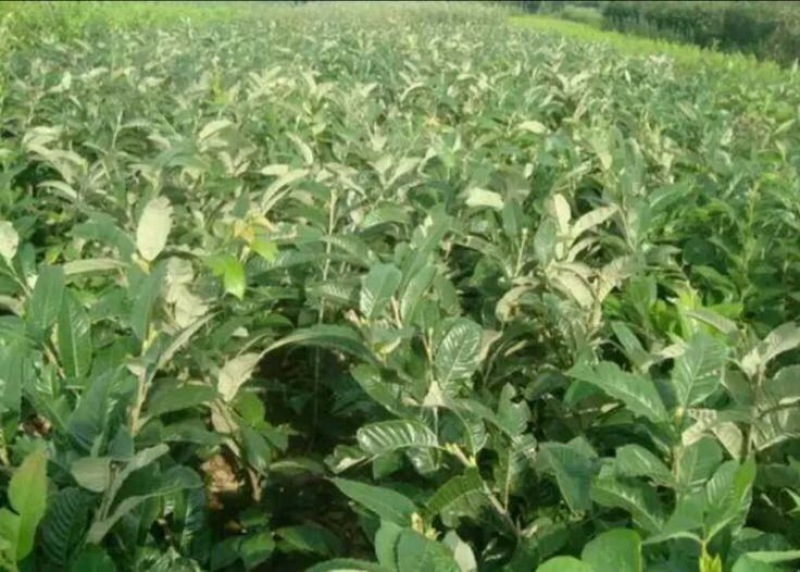 大红袍板栗苗30~50cm