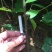 大红袍板栗苗30~50cm