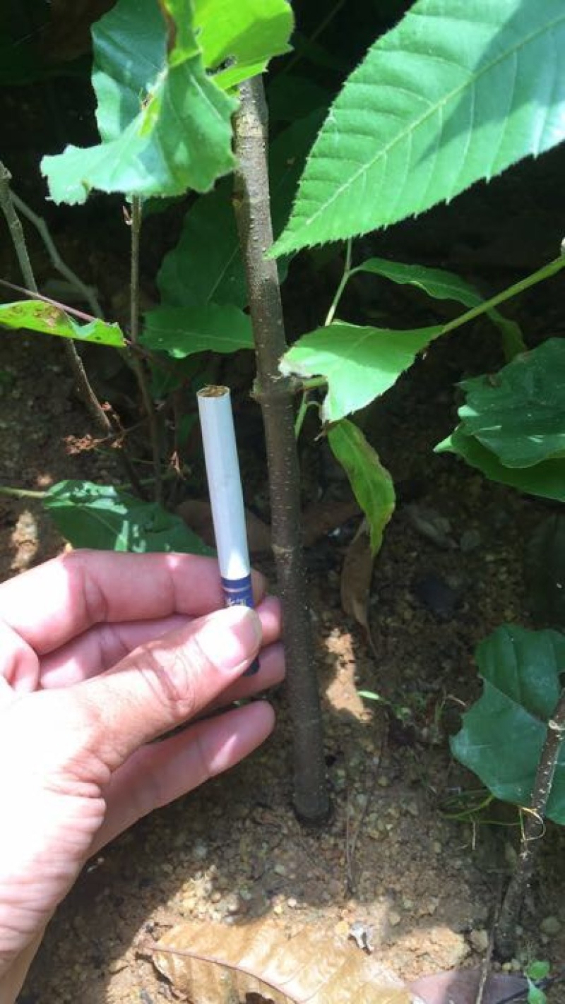 大红袍板栗苗30~50cm