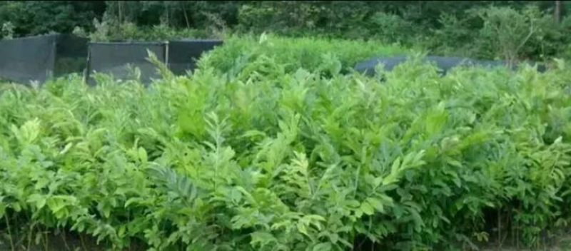 大红袍板栗苗30~50cm