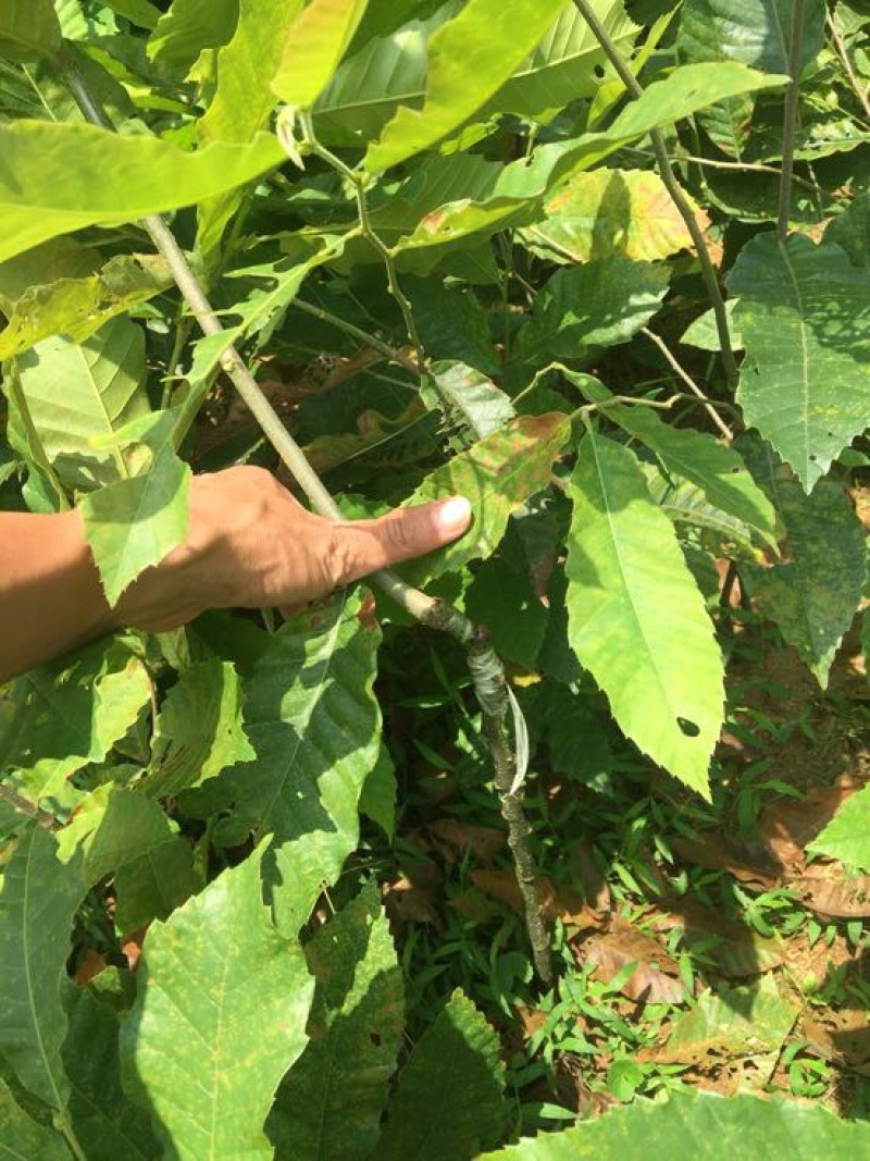 大红袍板栗苗30~50cm