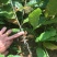 大红袍板栗苗30~50cm